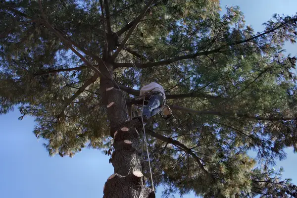 Tree Care Services Tree Care Services