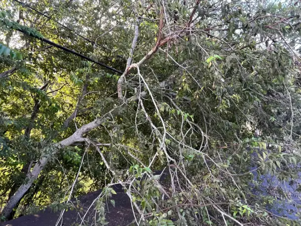 Tree Expert in Corpus Christi, TX Tree Expert in Corpus Christi, TX