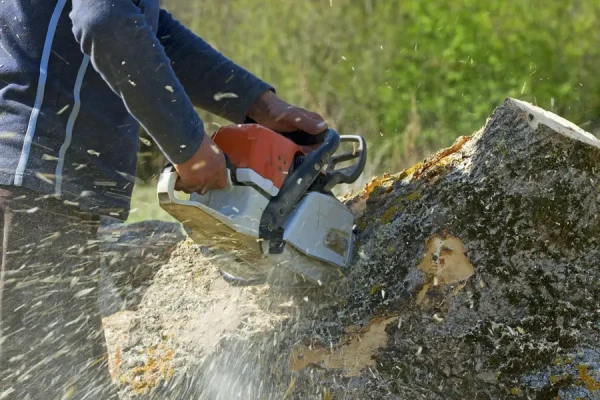 How To Remove A Tree Corpus Christi, TX How To Remove A Tree Corpus Christi, TX