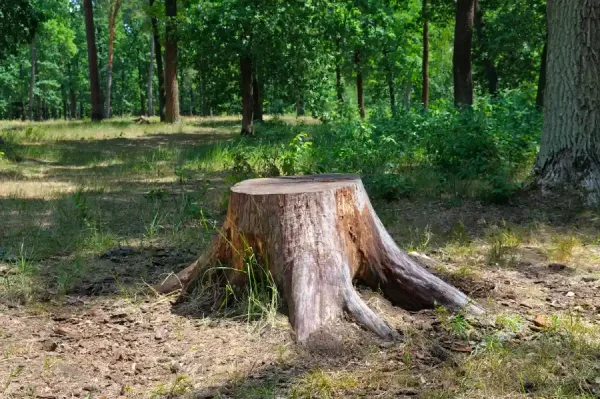 How To Remove A Tree Trunk Corpus Christi, TX How To Remove A Tree Trunk Corpus Christi, TX