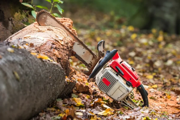 How To Remove A Tree Trunk in Corpus Christi, TX How To Remove A Tree Trunk in Corpus Christi, TX
