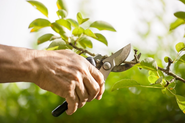 How To Trim Fruit Trees Corpus Christi, TX How To Trim Fruit Trees Corpus Christi, TX