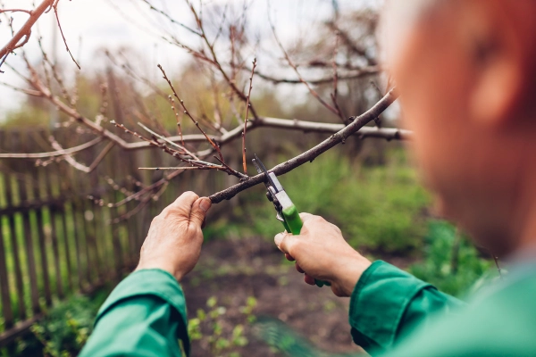 How To Trim Fruit Trees in Corpus Christi, TX How To Trim Fruit Trees in Corpus Christi, TX