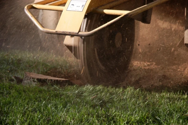 Expert Stump Grinding in Corpus Christi, TX Expert Stump Grinding in Corpus Christi, TX