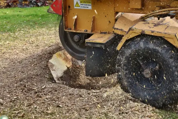 Expert Stump Grinding in Corpus Christi, TX Expert Stump Grinding in Corpus Christi, TX