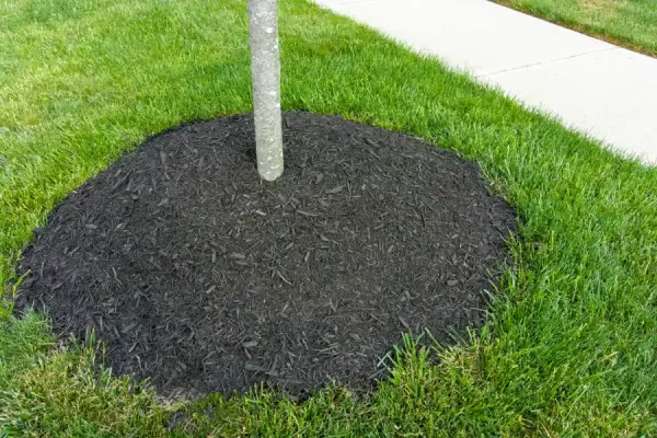 Outstanding Tree Care Services in Corpus Christi, TX Outstanding Tree Care Services in Corpus Christi, TX