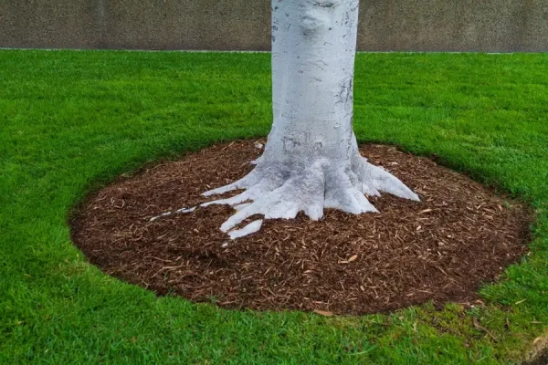 Trusted Tree Care Services in Corpus Christi, TX Trusted Tree Care Services in Corpus Christi, TX