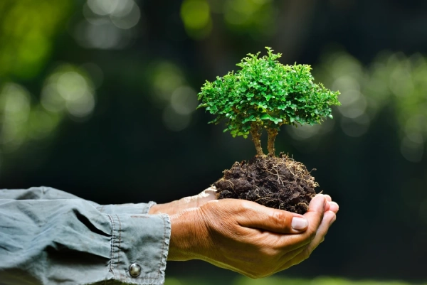 Tree Care Tips Corpus Christi, TX Tree Care Tips Corpus Christi, TX