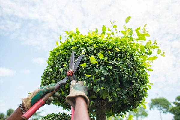 Tree Care Tips in Corpus Christi, TX Tree Care Tips in Corpus Christi, TX