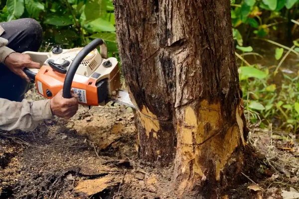 Outstanding Tree Removal in Corpus Christi, TX Outstanding Tree Removal in Corpus Christi, TX