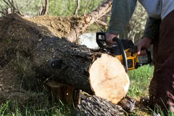 Professional Tree Removal in Corpus Christi, TX Professional Tree Removal in Corpus Christi, TX