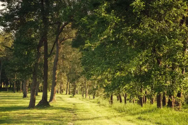 Trusted Tree Removal in Corpus Christi, TX Trusted Tree Removal in Corpus Christi, TX