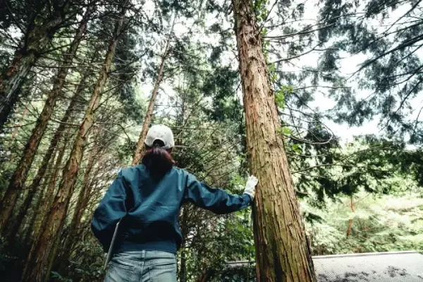 Reliable Tree Trimming in Corpus Christi, TX