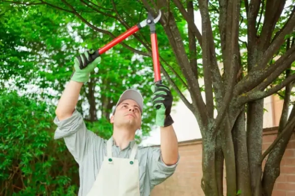 Affordable Tree Trimming in Corpus Christi, TX