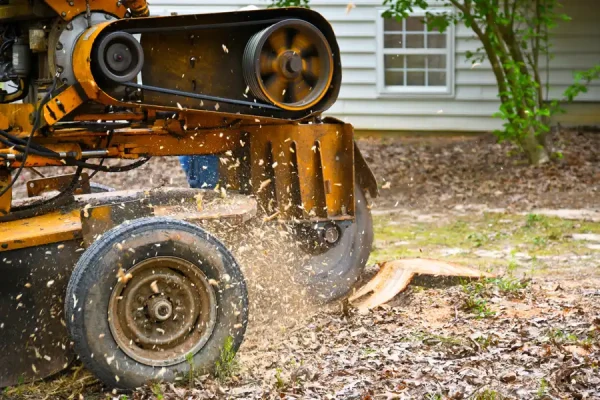 What Is Stump Grinding in Corpus Christi, TX