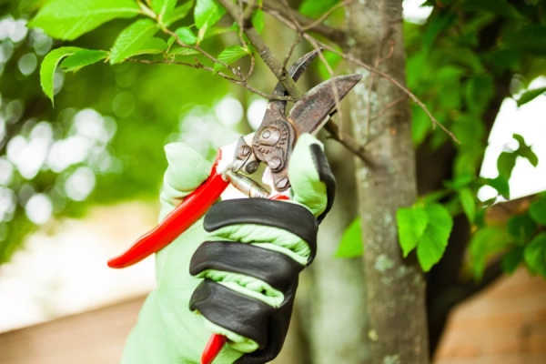 When To Trim Trees Corpus Christi, TX When To Trim Trees Corpus Christi, TX
