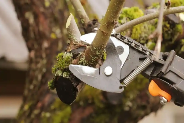 When To Trim Trees in Corpus Christi, TX When To Trim Trees in Corpus Christi, TX