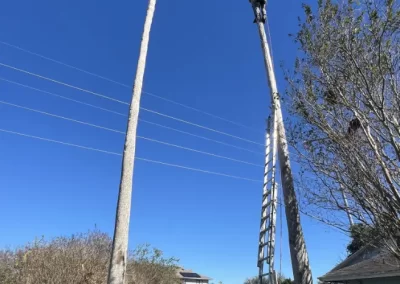 Local Tree Service