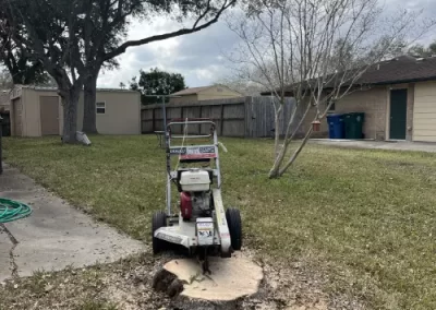 Quality Local Tree Service