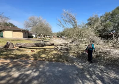 Reputable Local Tree Service