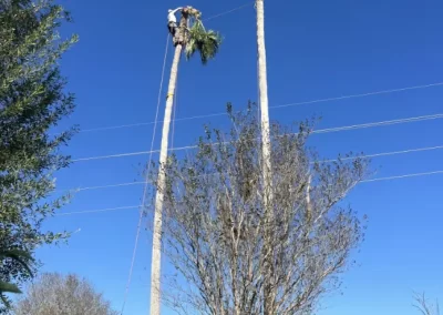 Tree Expert