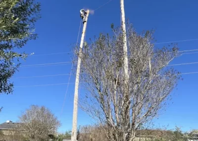 Tree Specialist