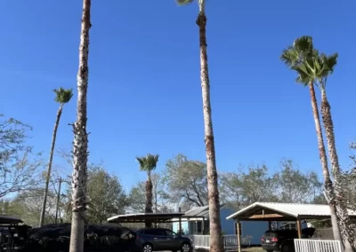 Trusted Local Tree Service