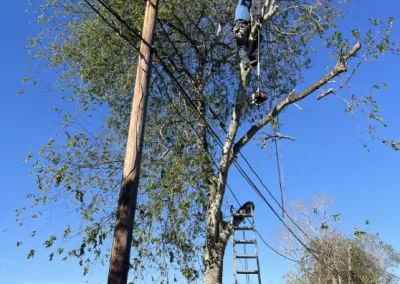 Trusted Tree Expert