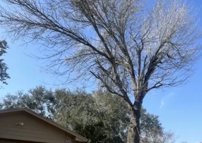 Trusted Tree Maintenance