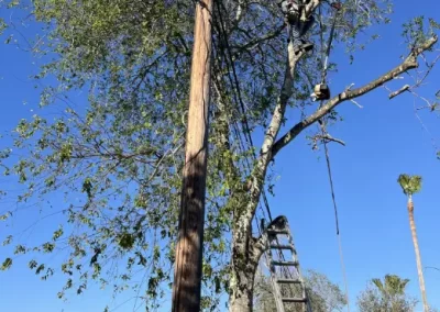 Trusted Tree Specialist