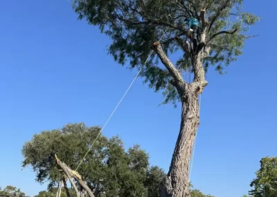 Excellent Local Tree Service