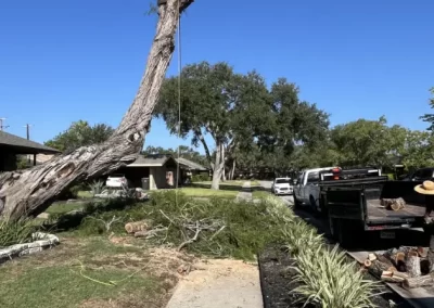 Professional Local Tree Service