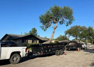 Superb Local Tree Service