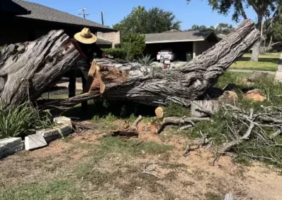 Superb Tree Company