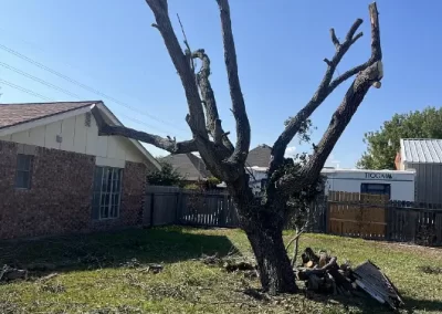 Professional Tree Company