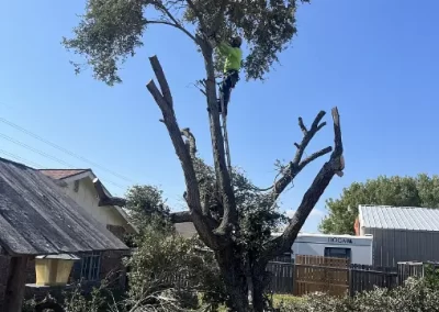 Professional Tree Maintenance